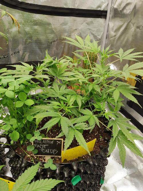 Pineapple Express Auto - Breeder Test. Week 6 - Tag 38 Fast Buds
