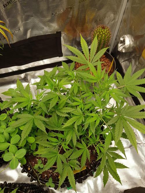 Pineapple Express Auto - Breeder Test. Week 6 - Tag 38 Fast Buds