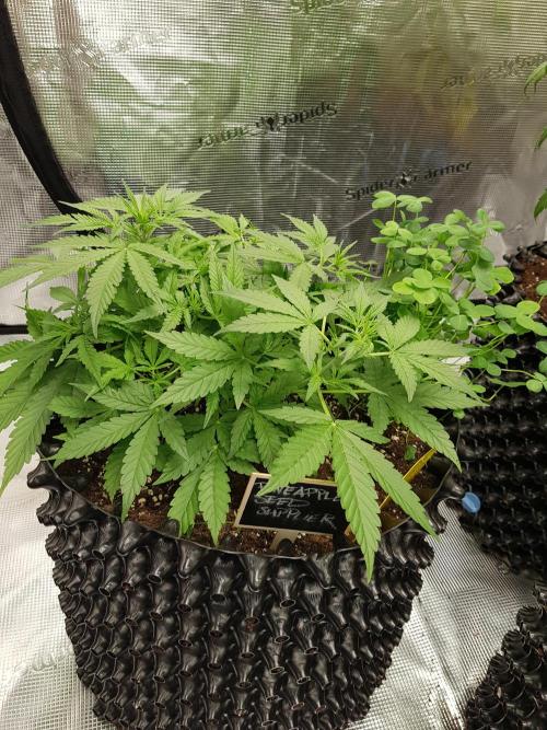 Pineapple Express Auto - Breeder Test. Week 6 - Tag 38 Seed Supplier