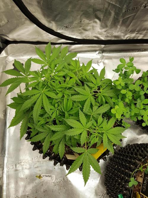 Pineapple Express Auto - Breeder Test. Week 6 - Tag 38 Seed Supplier