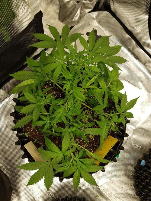 Pineapple Express Auto - Breeder Test. Week 6 - Tag 38 Seed Supplier