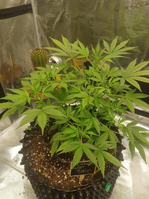Pineapple Express Auto - Breeder Test. Week 6 - Tag 39 Fast Buds