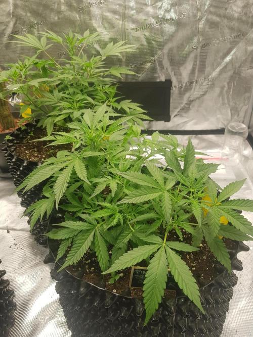 Pineapple Express Auto - Breeder Test. Week 6 - Tag 39 Seed Supplier
