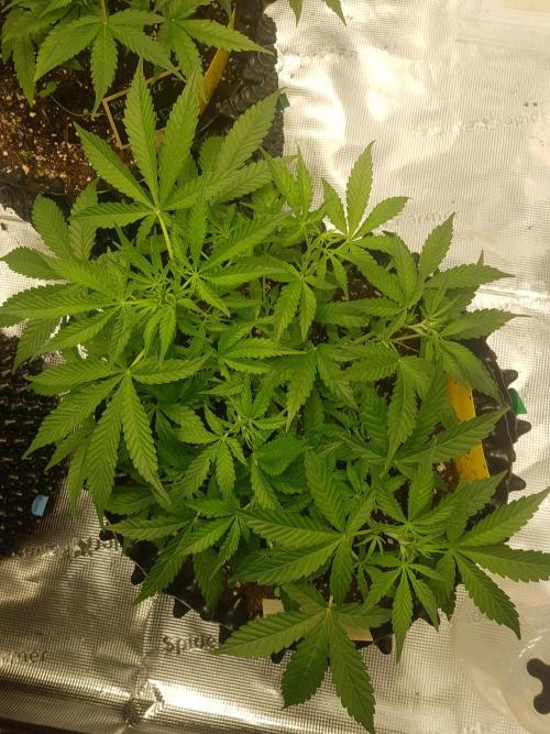 Pineapple Express Auto - Breeder Test. Week 6 - Tag 39 Seed Supplier