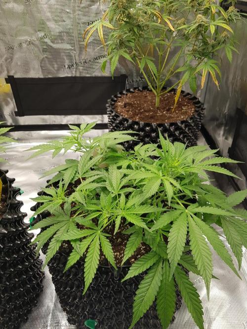 Pineapple Express Auto - Breeder Test. Week 6 - Tag 40 Seed Supplier