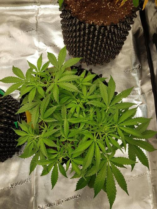 Pineapple Express Auto - Breeder Test. Week 6 - Tag 40 Seed Supplier