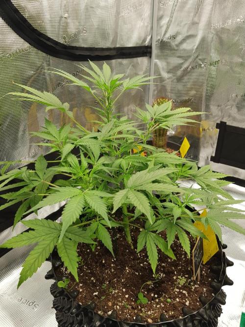 Pineapple Express Auto - Breeder Test. Week 6 - Tag 40 Fast Buds