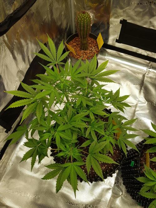 Pineapple Express Auto - Breeder Test. Week 6 - Tag 40 Fast Buds