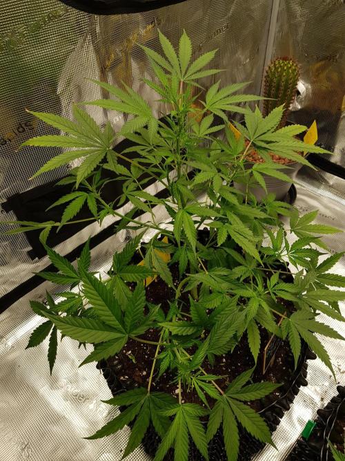 Pineapple Express Auto - Breeder Test. Week 6 - Tag 40 Fast Buds