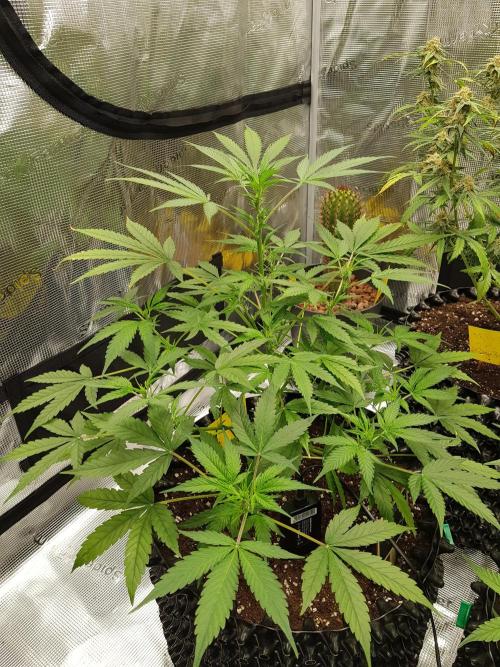 Pineapple Express Auto - Breeder Test. Week 6 - Tag 41 Fast Buds