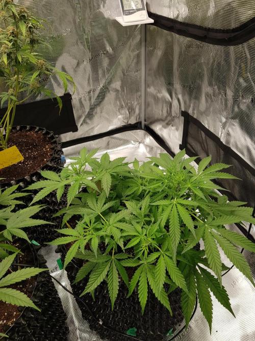 Pineapple Express Auto - Breeder Test. Week 6 - Tag 41 Seed Supplier