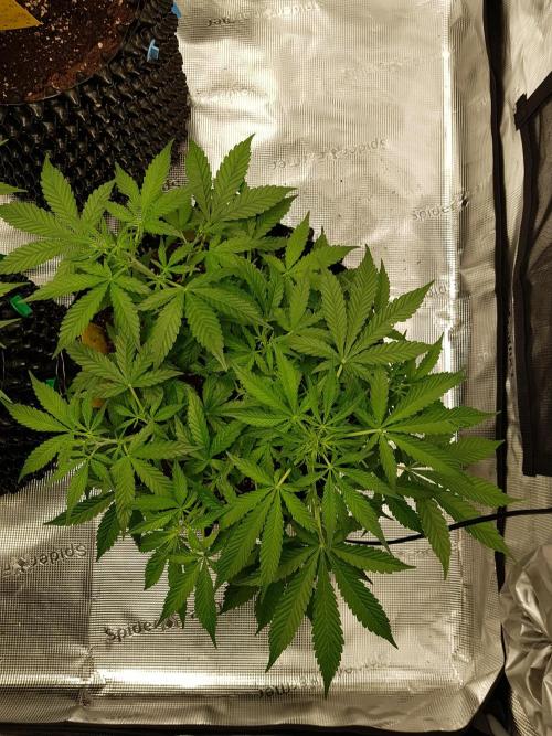 Pineapple Express Auto - Breeder Test. Week 6 - Tag 41 Seed Supplier
