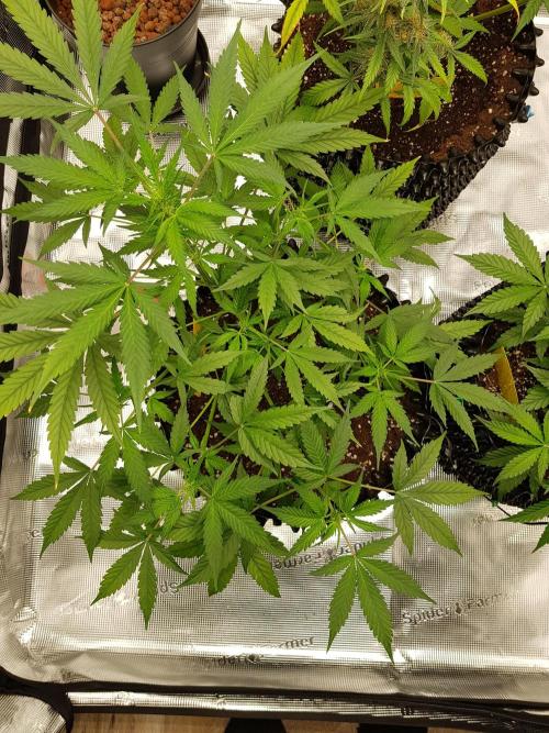 Pineapple Express Auto - Breeder Test. Week 6 - Tag 41 Fast Buds