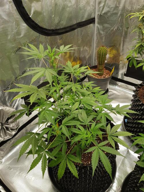 Pineapple Express Auto - Breeder Test. Week 6 - Tag 42 Fast Buds