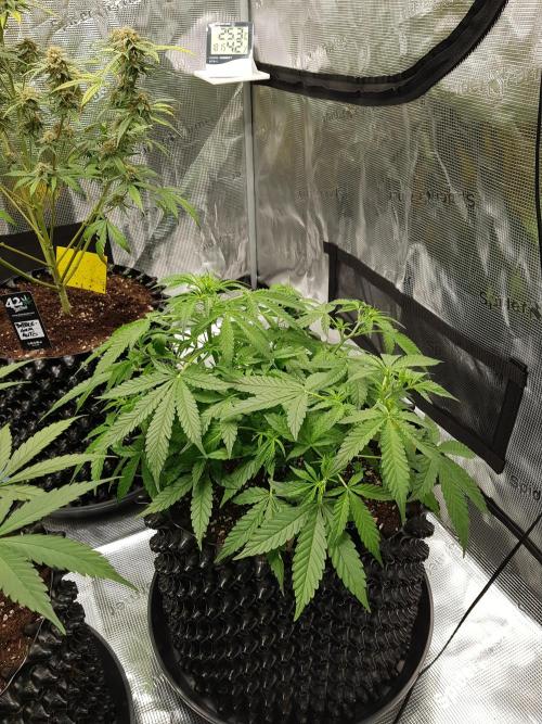 Pineapple Express Auto - Breeder Test. Week 6 - Tag 42 Seed Supplier