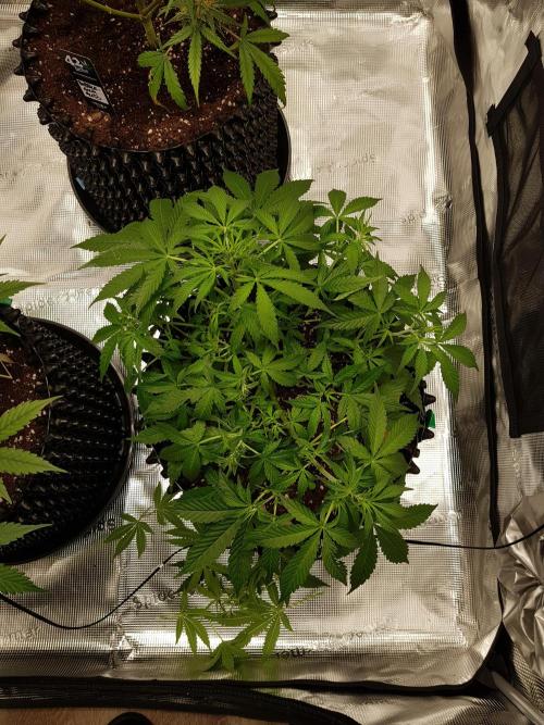 Pineapple Express Auto - Breeder Test. Week 6 - Tag 42 Seed Supplier