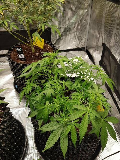 Pineapple Express Auto - Breeder Test. Week 6 - Tag 42 Seed Supplier