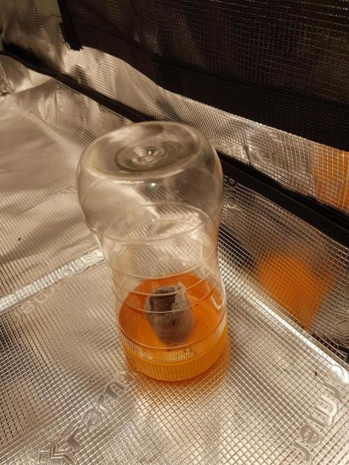 G-Nana Auto by Good Genetix. Week 0 - 3 Tag nochmal weitere  48 Stunden hier drinnen lassen und in den Topf setzten