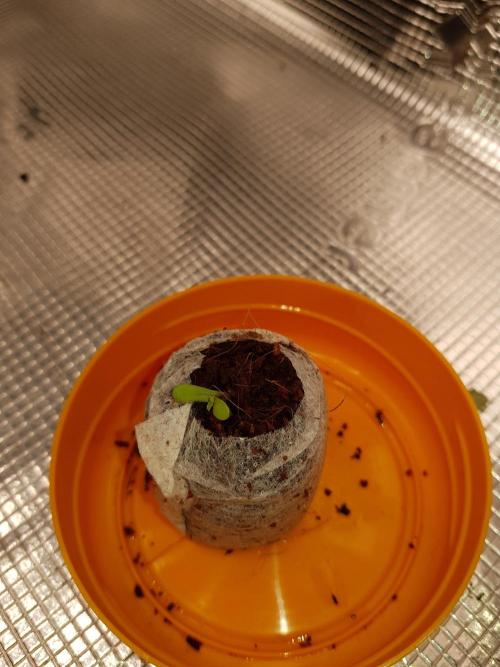 G-Nana Auto by Good Genetix. Week 1 - Tag 1