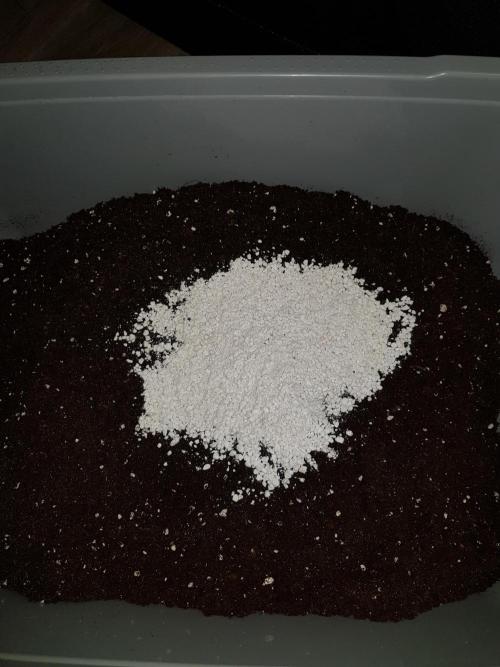 G-Nana Auto by Good Genetix. Week 1 - Etwas extra Perlit ca. 250ml