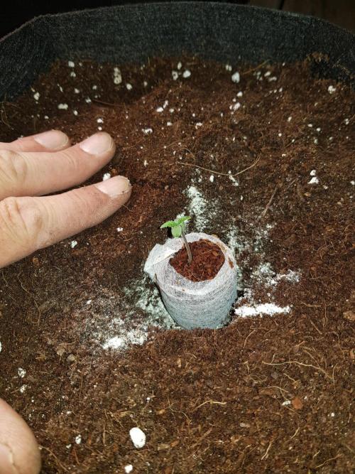 G-Nana Auto by Good Genetix. Week 1 - Vorsichtig eingraben