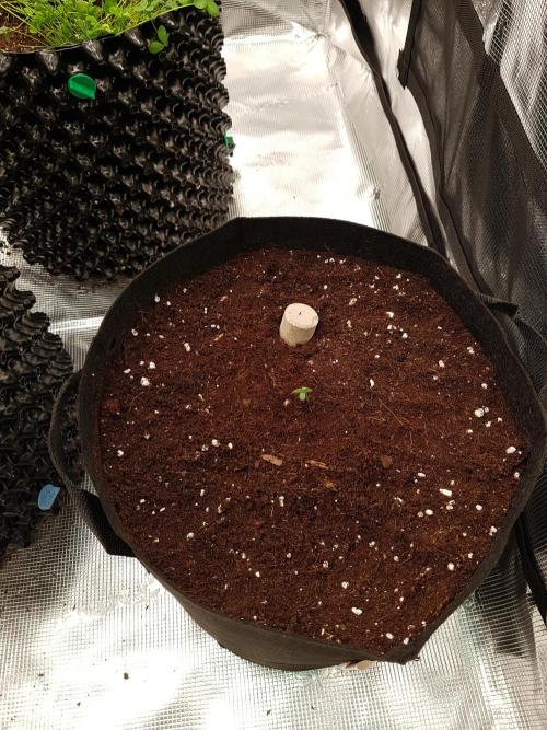 G-Nana Auto by Good Genetix. Week 1 - Den ersten Bio Tabs in die Erde drücken und angießen mit Bio Tabs Lösung
