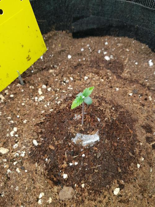 G-Nana Auto by Good Genetix. Week 1 - Tag 4