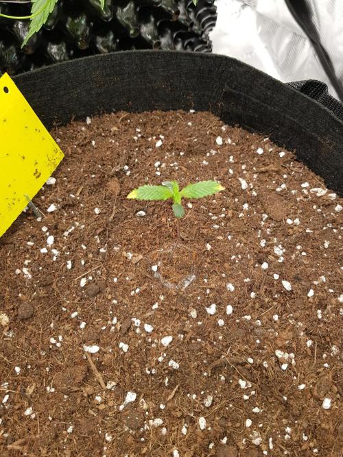G-Nana Auto by Good Genetix. Week 1 - Tag 7