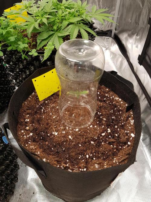 G-Nana Auto by Good Genetix. Week 1 - Tag 7