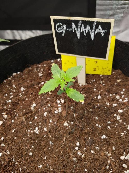 G-Nana Auto by Good Genetix. Week 2 - Tag 10