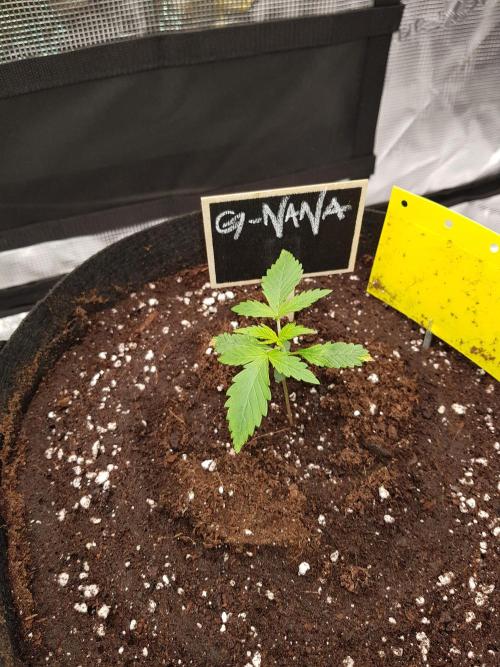 G-Nana Auto by Good Genetix. Week 2 - Tag 12