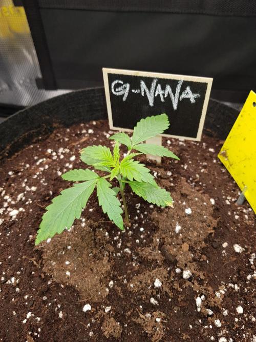 G-Nana Auto by Good Genetix. Week 2 - Tag 13