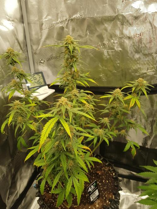 BubbleGum Auto. Week 10 - Tag 69