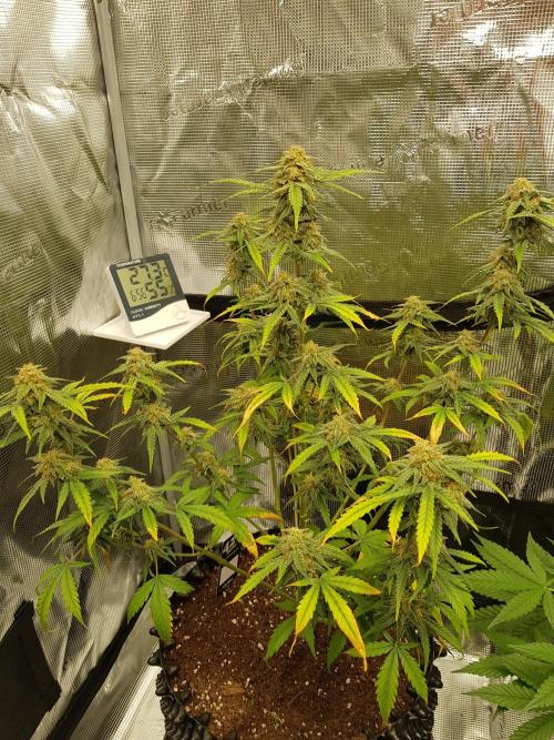 BubbleGum Auto. Week 10 - Tag 71 Ernte