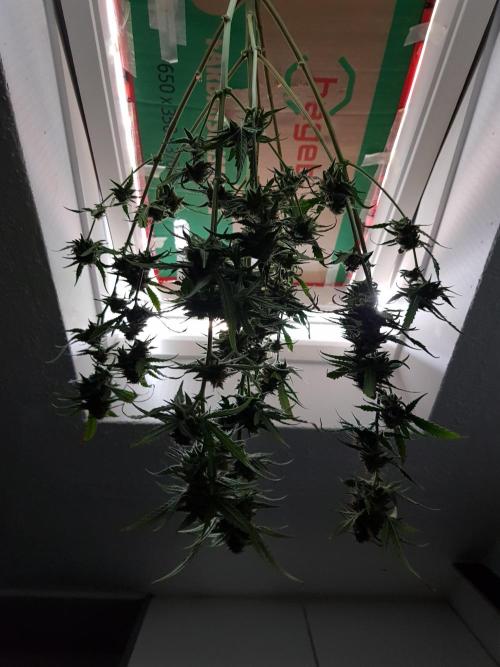 BubbleGum Auto. Week 10