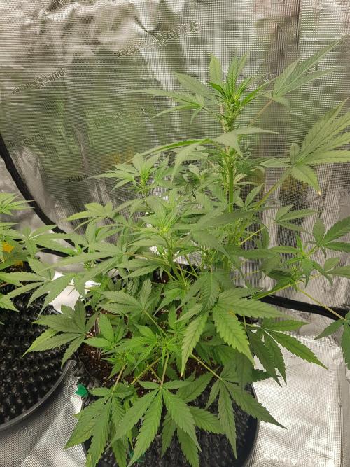 Pineapple Express Auto - Breeder Test. Week 7 - Tag 44 Fast Buds