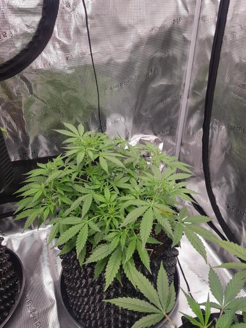 Pineapple Express Auto - Breeder Test. Week 7 - Tag 44 Seed Supplier