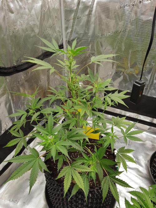 Pineapple Express Auto - Breeder Test. Week 7 - Tag 44 Fast Buds