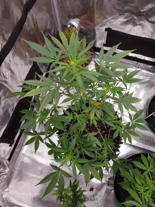 Pineapple Express Auto - Breeder Test. Week 7 - Tag 44 Fast Buds