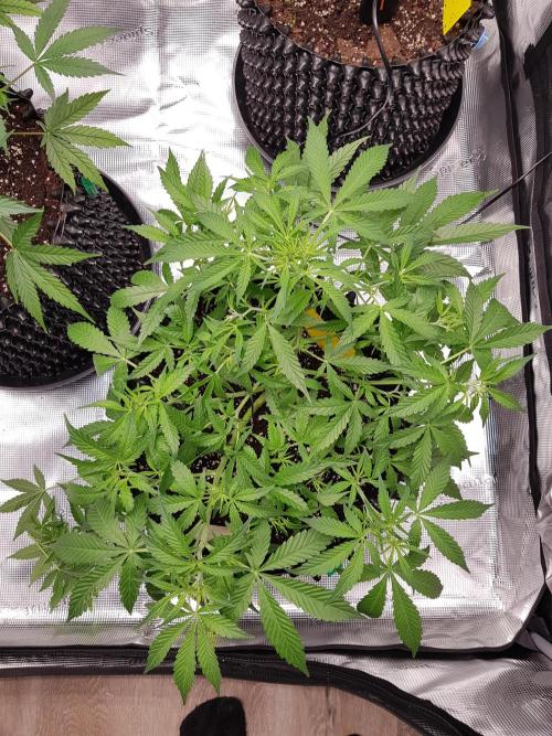 Pineapple Express Auto - Breeder Test. Week 7 - Tag 44 Seed Supplier