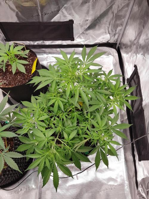 Pineapple Express Auto - Breeder Test. Week 7 - Tag 47 Seed Supplier