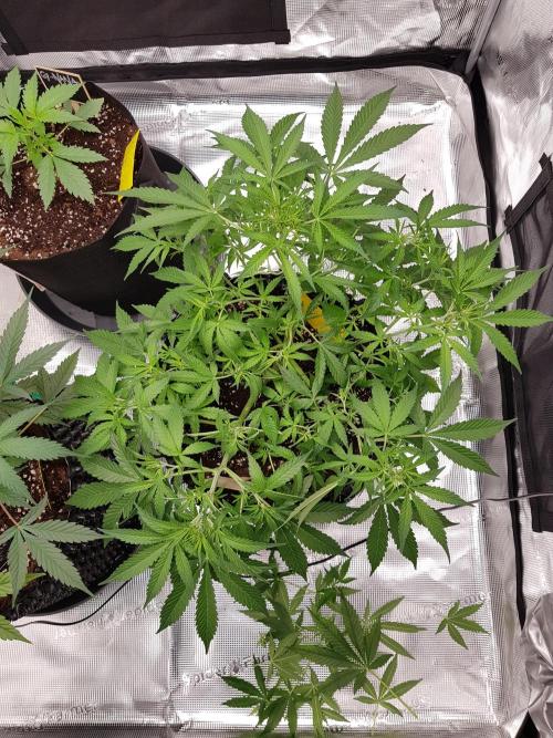 Pineapple Express Auto - Breeder Test. Week 7 - Tag 47 Seed Supplier