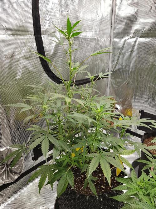 Pineapple Express Auto - Breeder Test. Week 7 - Tag 48 Fast Buds