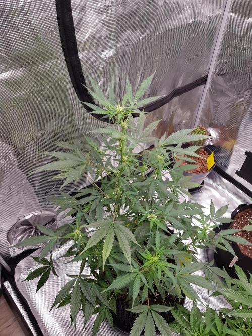 Pineapple Express Auto - Breeder Test. Week 7 - Tag 48 Fast Buds