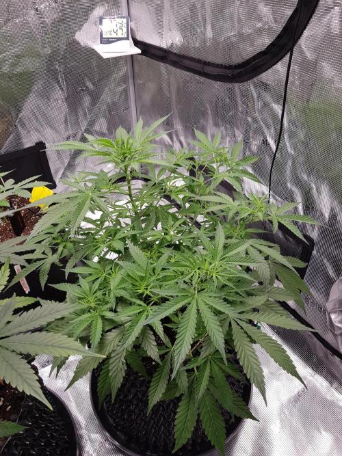 Pineapple Express Auto - Breeder Test. Week 7 - Tag 48 Seed Supplier