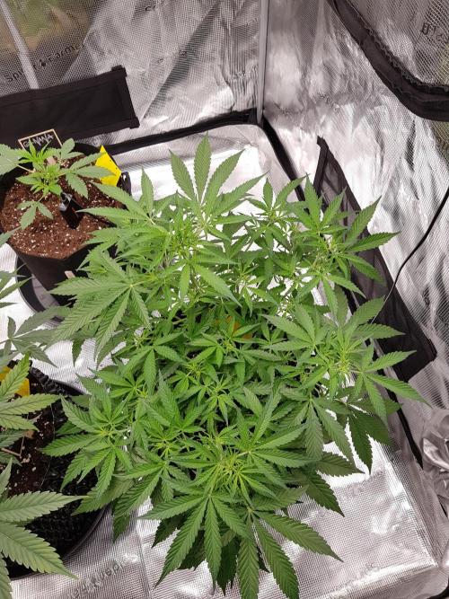 Pineapple Express Auto - Breeder Test. Week 7 - Tag 48 Seed Supplier