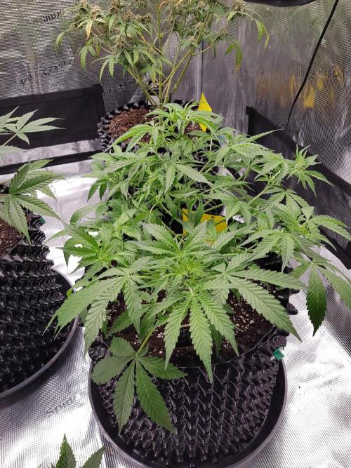 Pineapple Express Auto - Breeder Test. Week 7 - Tag 44 Seed Supplier