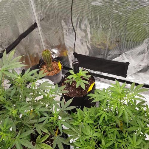 Pineapple Express Auto - Breeder Test