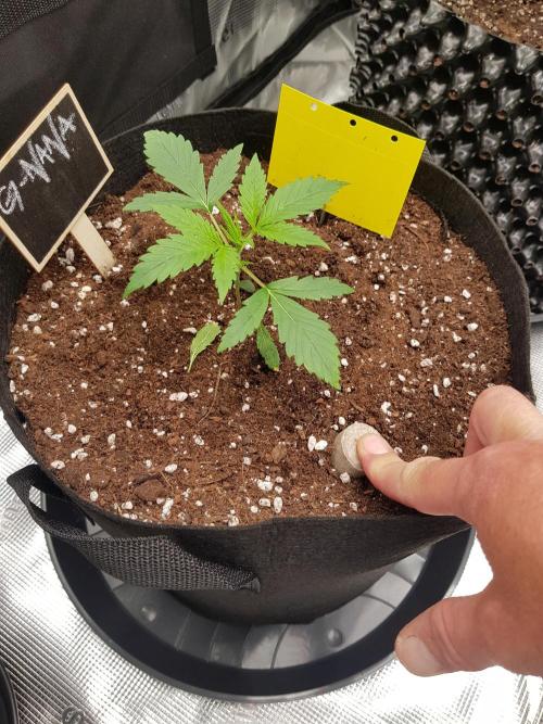 G-Nana Auto by Good Genetix. Week 3 - Tag 16