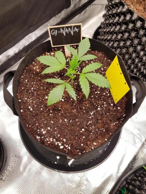 G-Nana Auto by Good Genetix. Week 3 - Tag 17